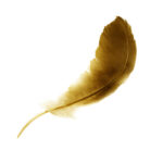 beautiful color feather isolated on white background