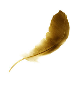 beautiful color feather isolated on white background